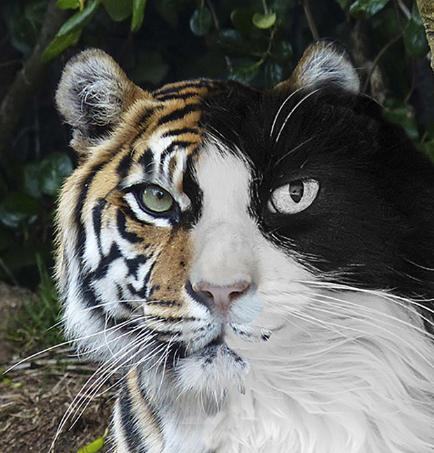 Tigcat by Joan Field