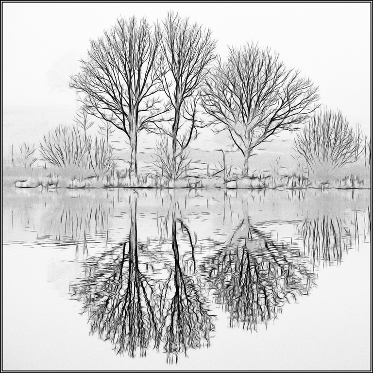 Tree trio by Ian Ledgard