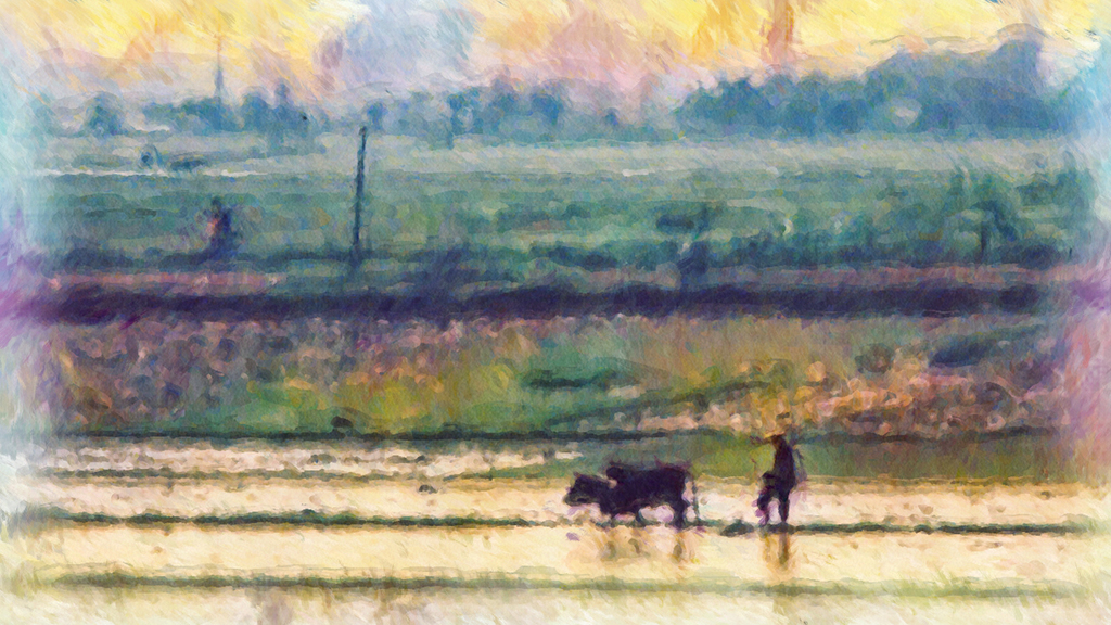 Water buffalo ploughing by Andrew Hersom, APSA, PPSA, AFIAP