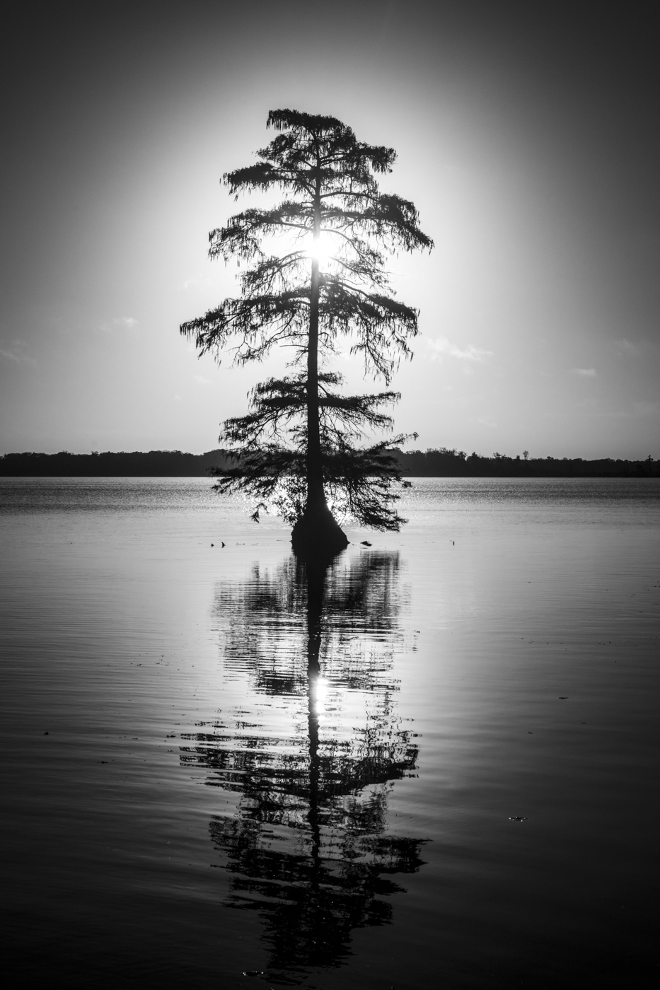 Dismal Swamp by Adi Ben-Senior