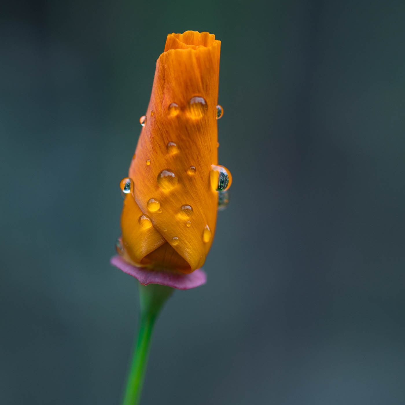 Goldfish or poppy by Marian Bodart