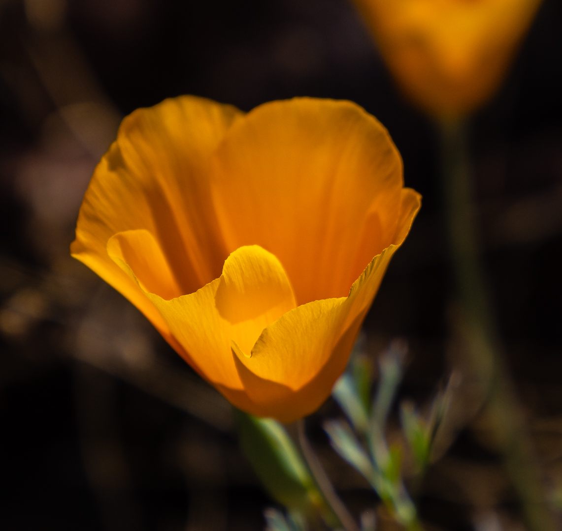 Mexican Poppy Closeup by Stan Bormann