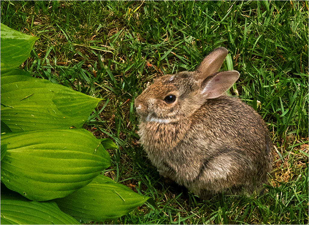 Just Resting by Barbara Asacker