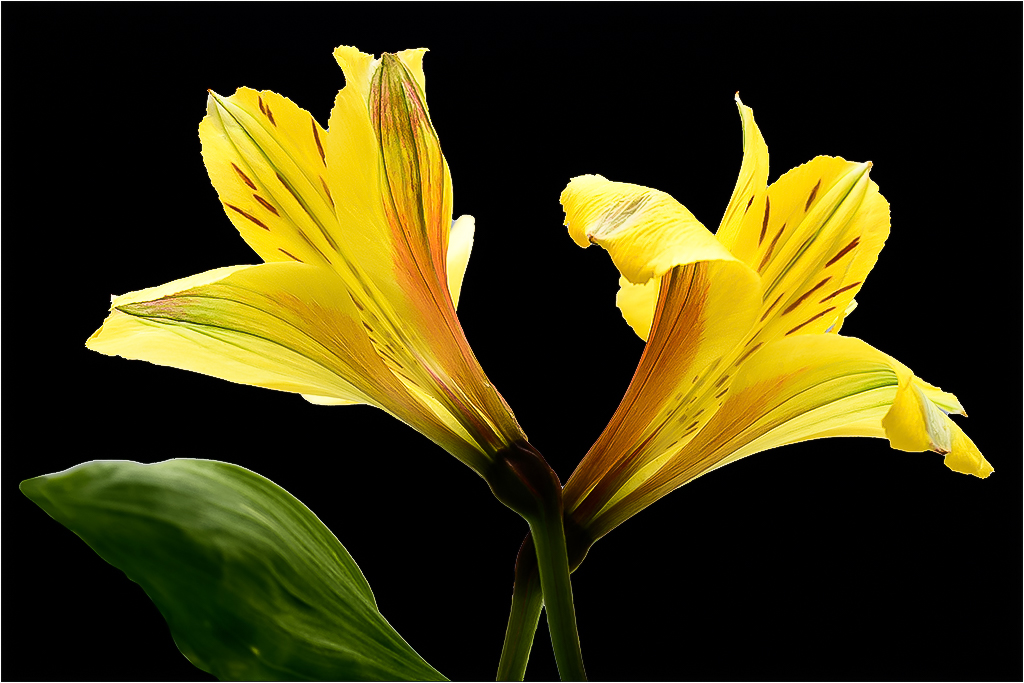 Yellow Bloom by Barbara Asacker