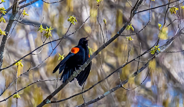 Red Winged Blackbird by Norm Solomon