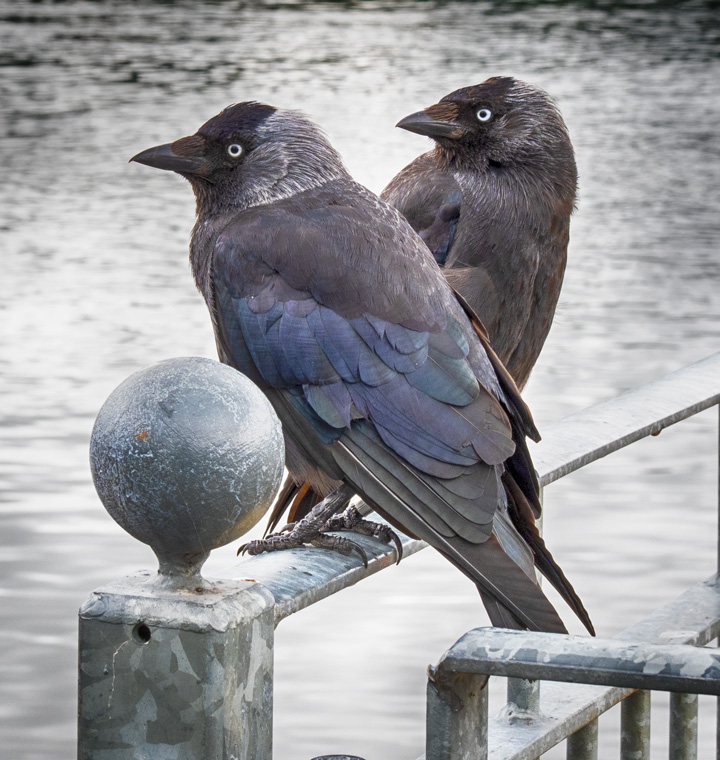 Looking for food by John Hackett