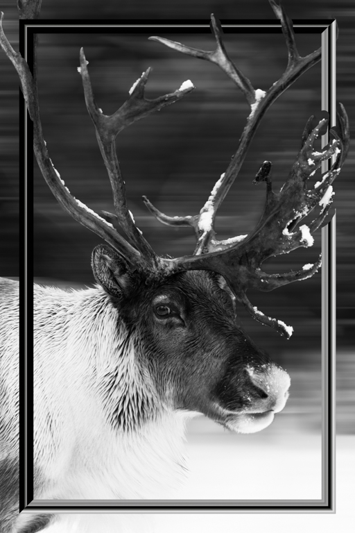 Reindeer by Deborah Milburn