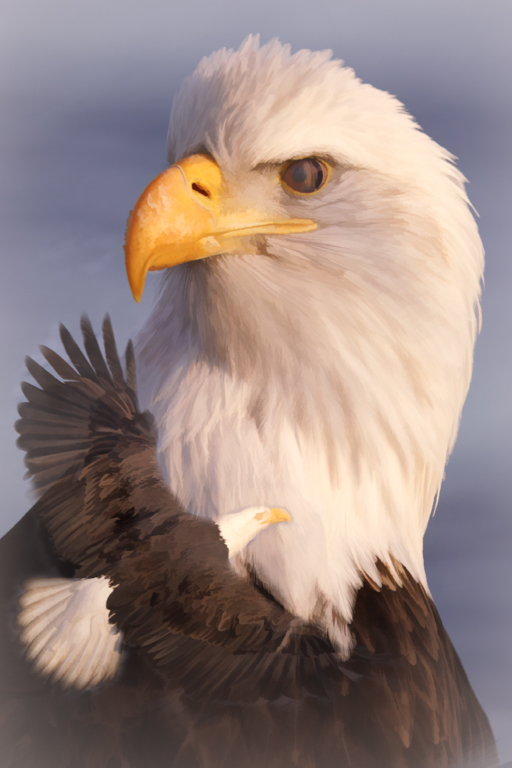 Eagle Portrait