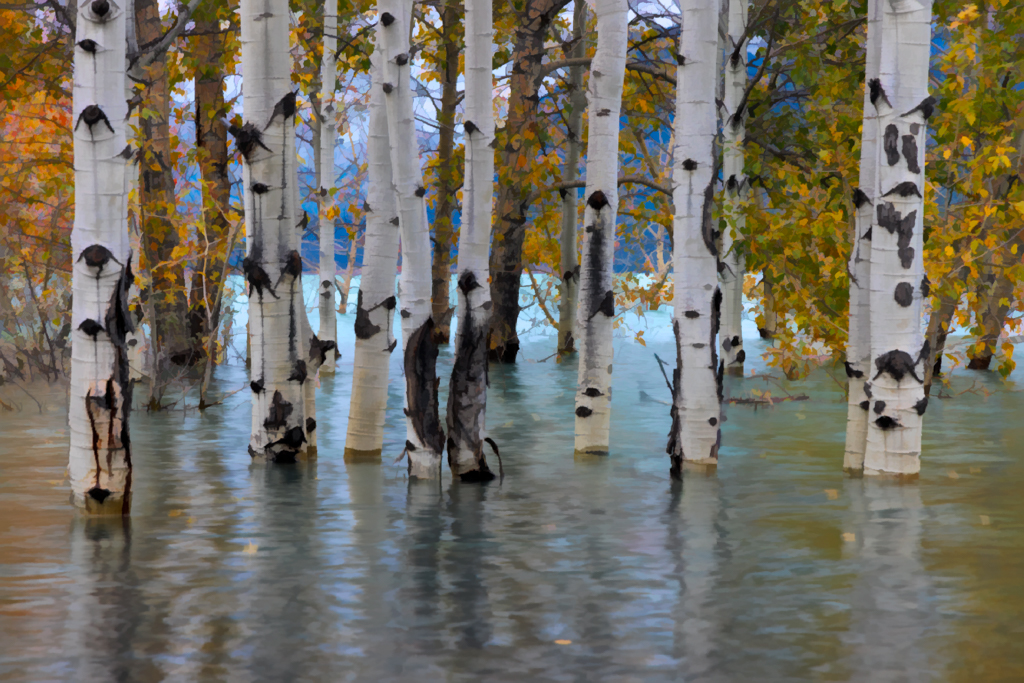 Sunken Trees by Deborah Milburn