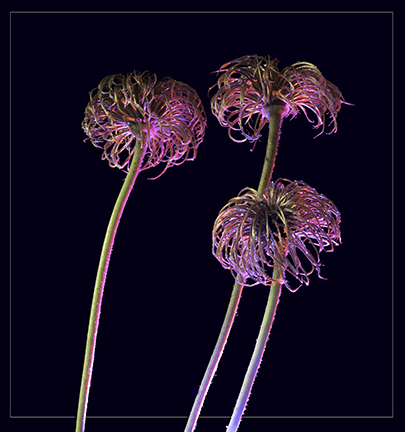 Clematis Fireworks by Angela Bonner