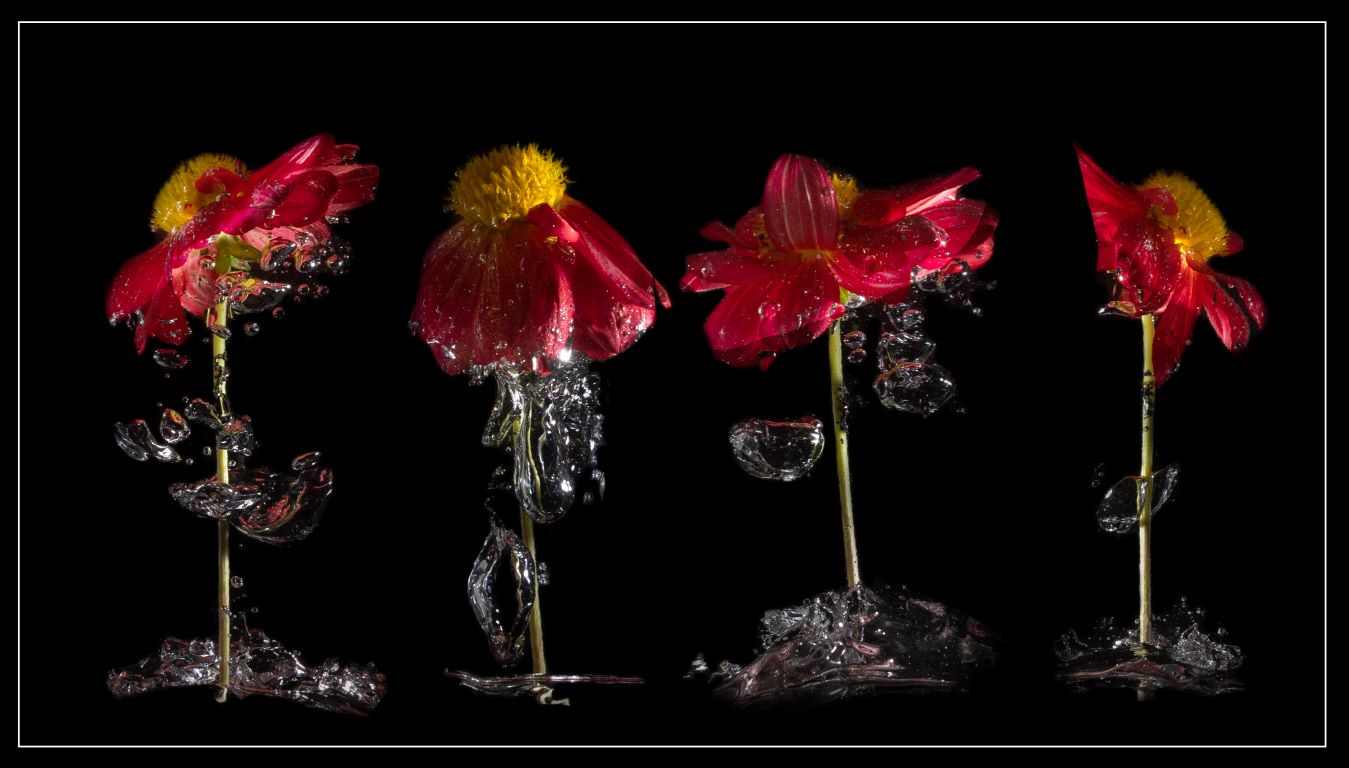 Dunking Red Flowers