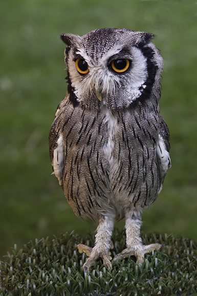 November 2025 - Angela Bonner, PPSA