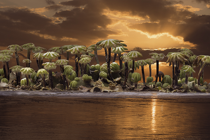  Palm tree sunset by Angela Bonner, PPSA