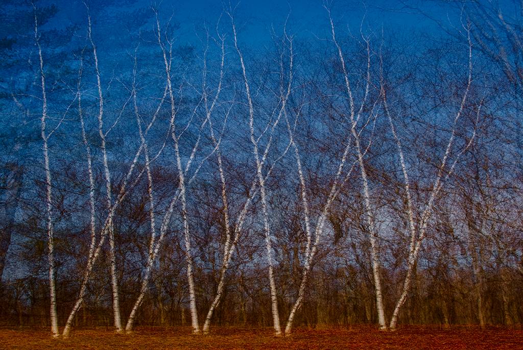 Teddy's Trees by Peter Newman