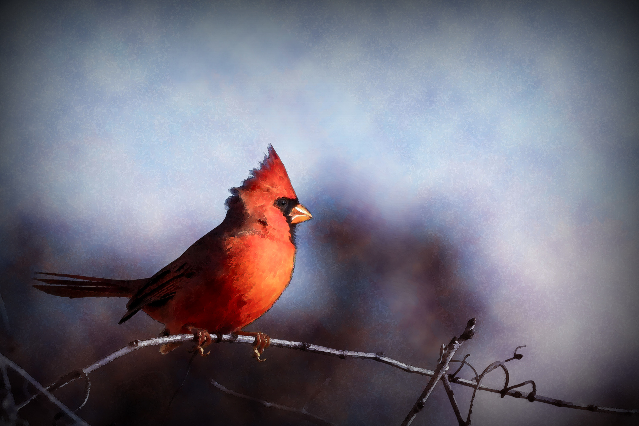 Cardinal by Sylvia Williams