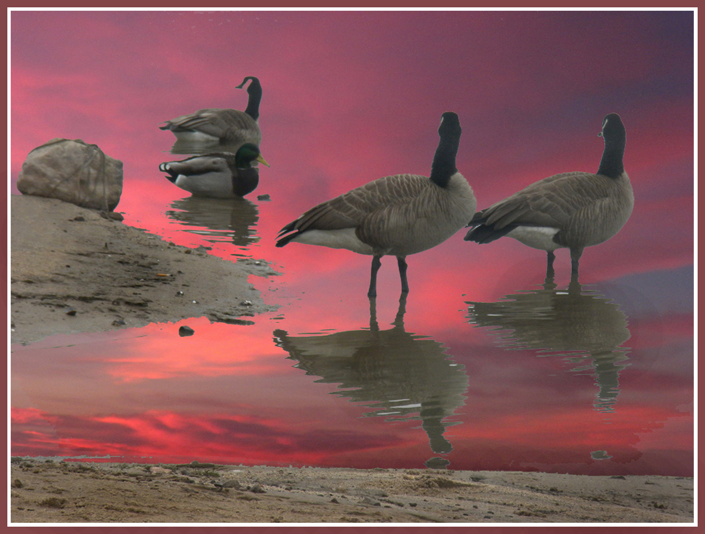 Geese on a lak at sunset by Shirley Ward, FPSA, EPSA