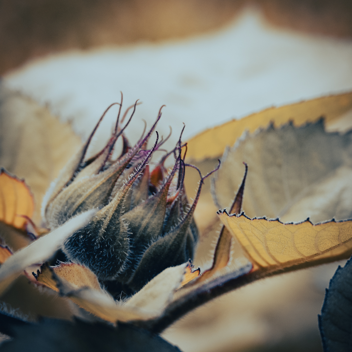 Sunflower by Sylvia Williams