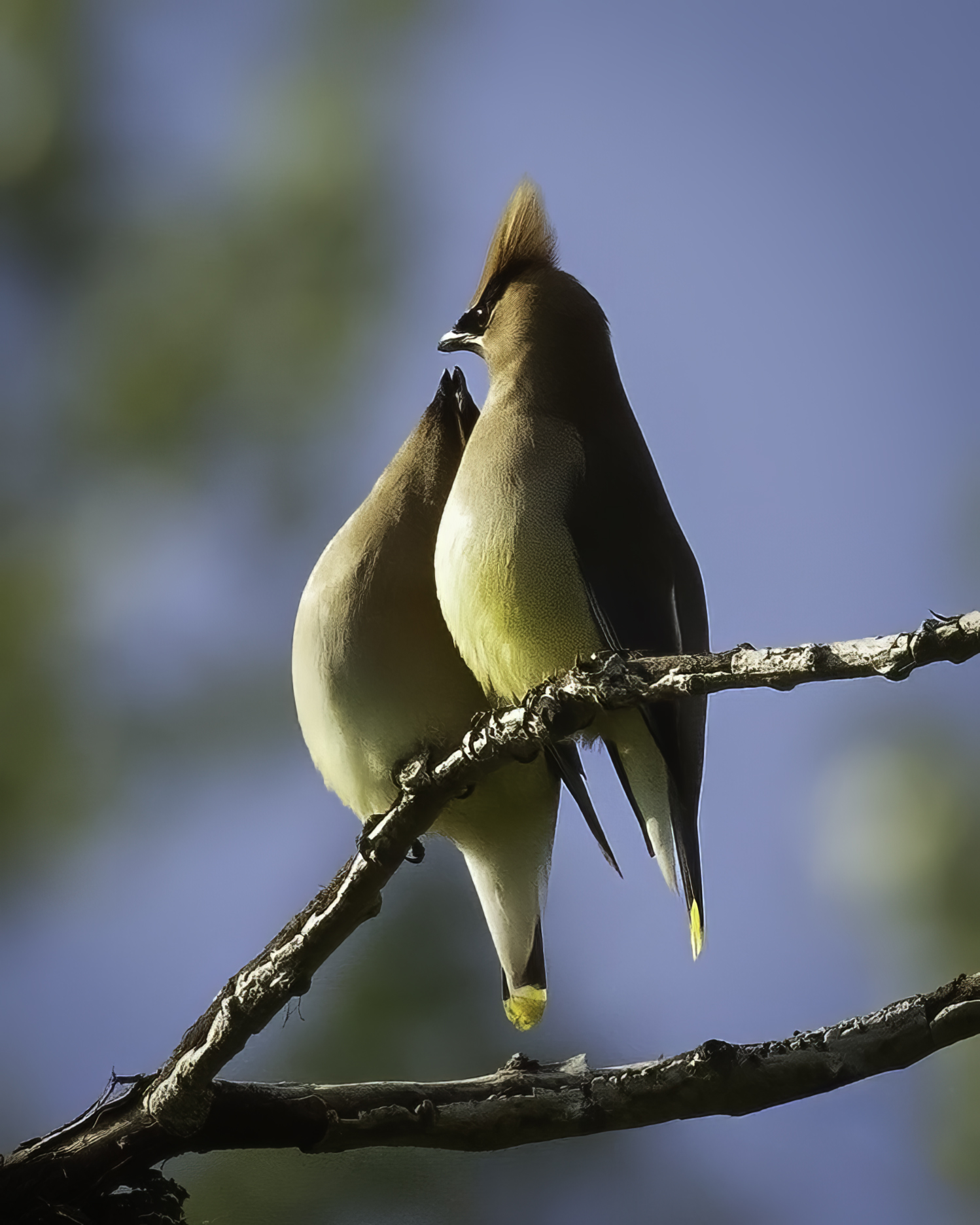 Cedar Waxwing by Jim Overfield
