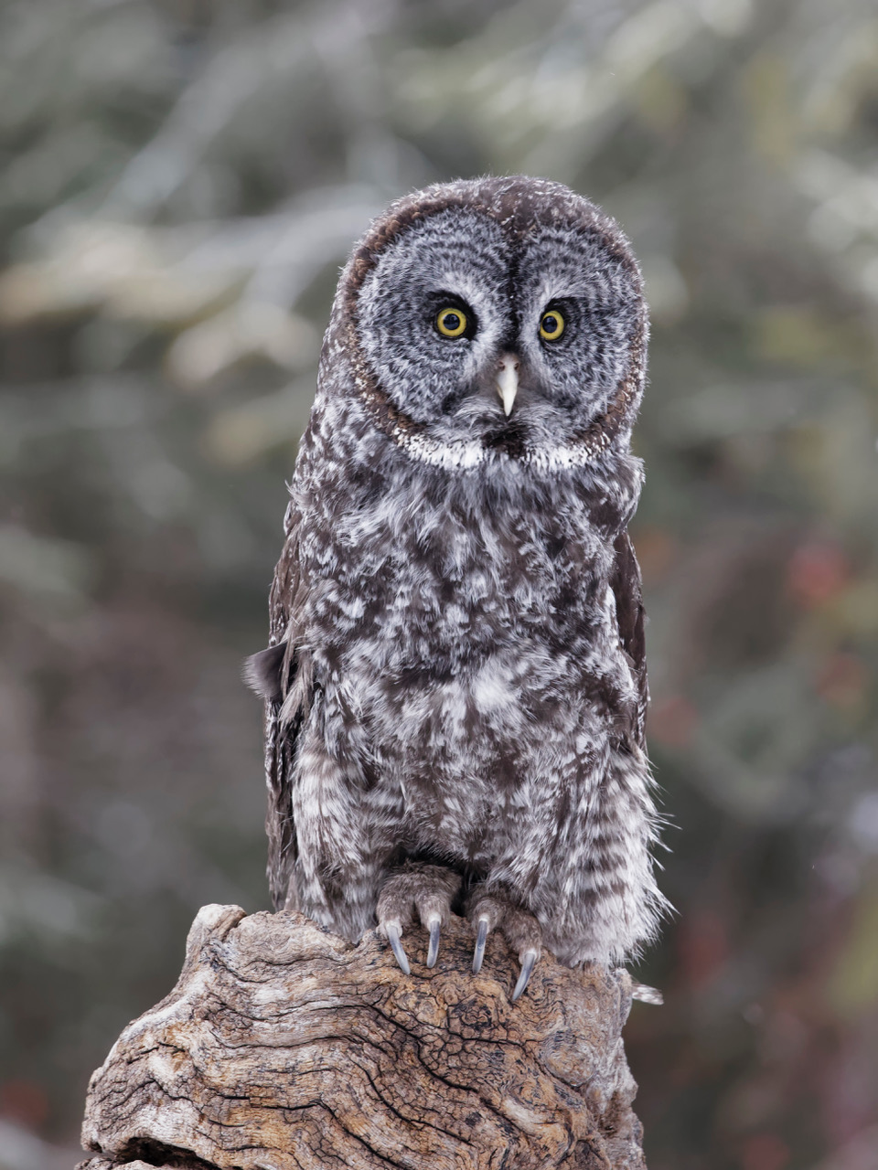 Great Gray Owl by Michael Braunstein