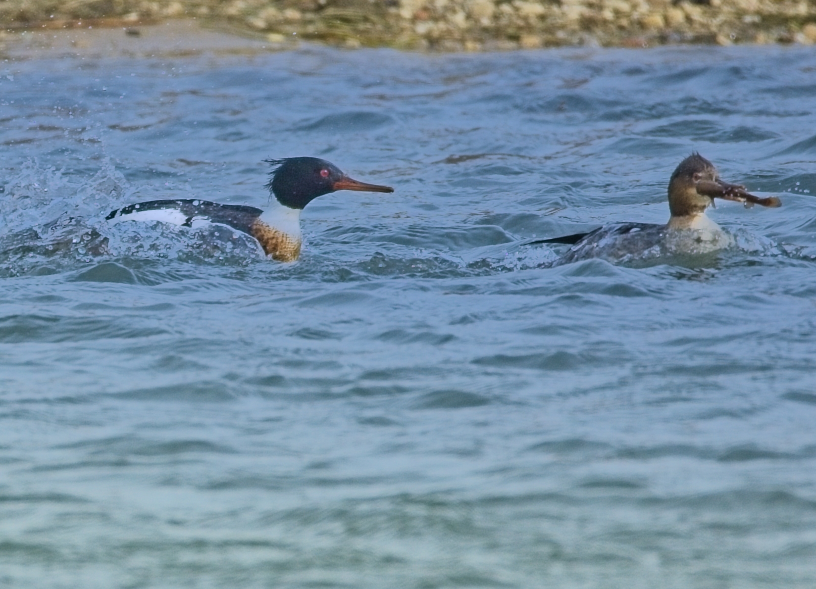 After the Catch by Ted Evans