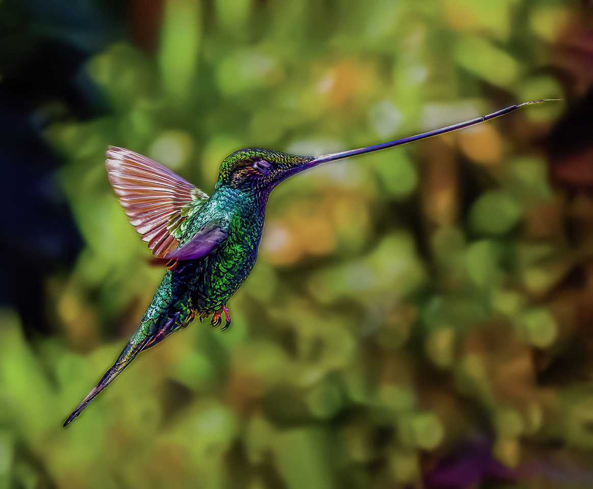 Sword-billed Humming Bird by Michael Braunstein