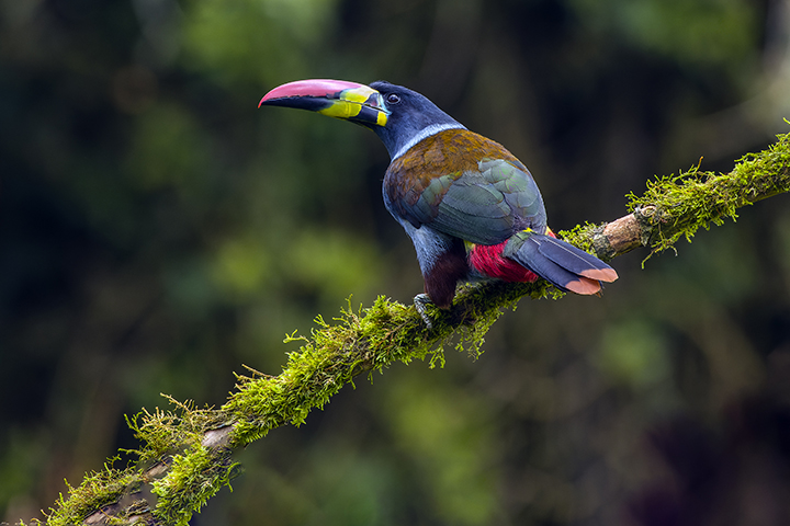 Grey Breasted Mountain Toucan by Michael Braunstein