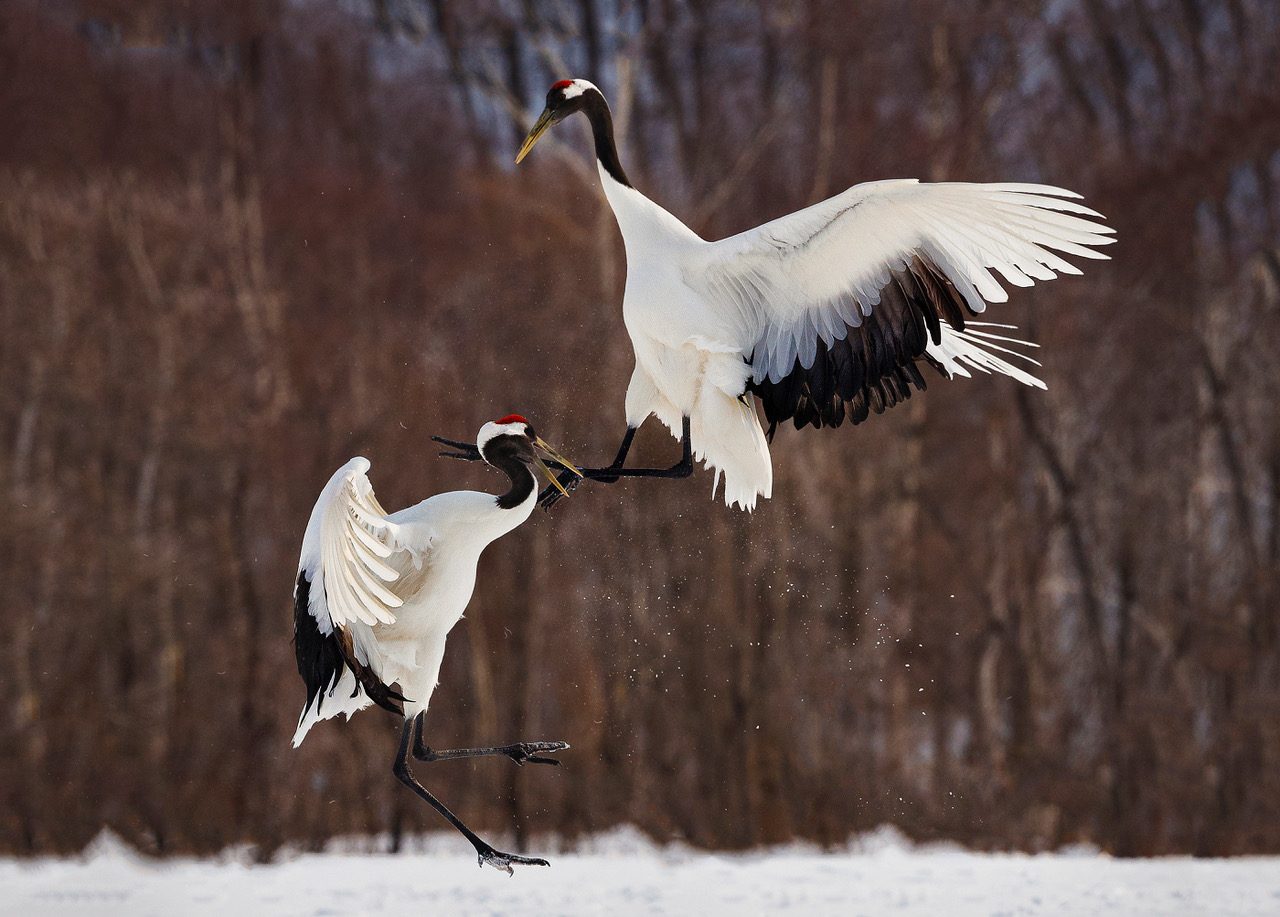 Red Crowned Cranes by Michael Braunstein