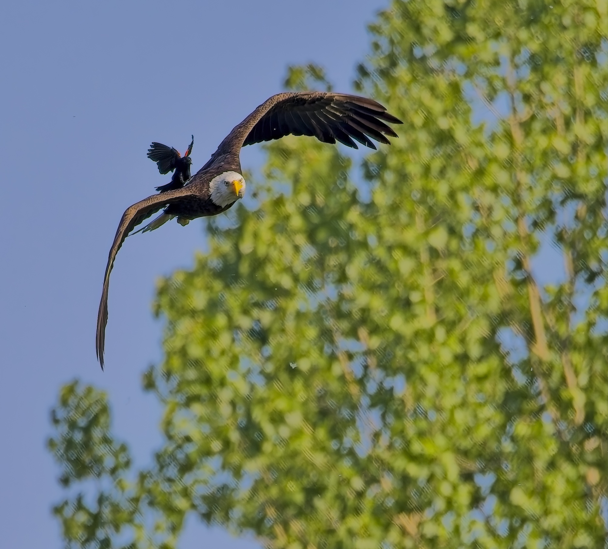 Bald Eagle in Flight by Ted Evans