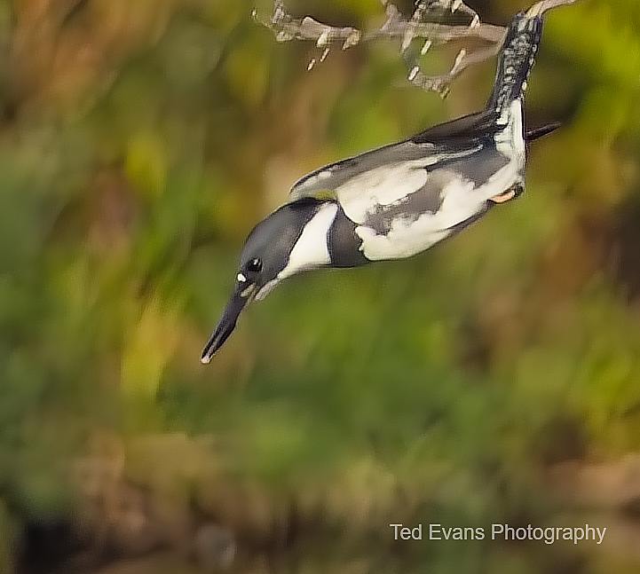 Belted Kingfisher by Ted Evans