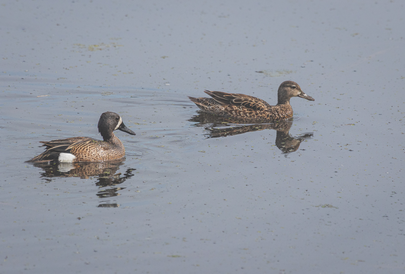 Blue Winged Teal Pair by Don Poulton