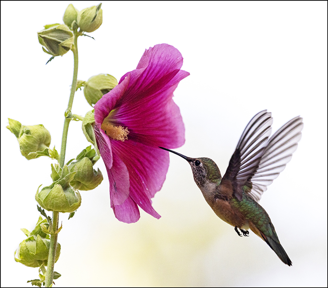 Broad-tailed Hummingbird at Hollyhock by Leslie Larson