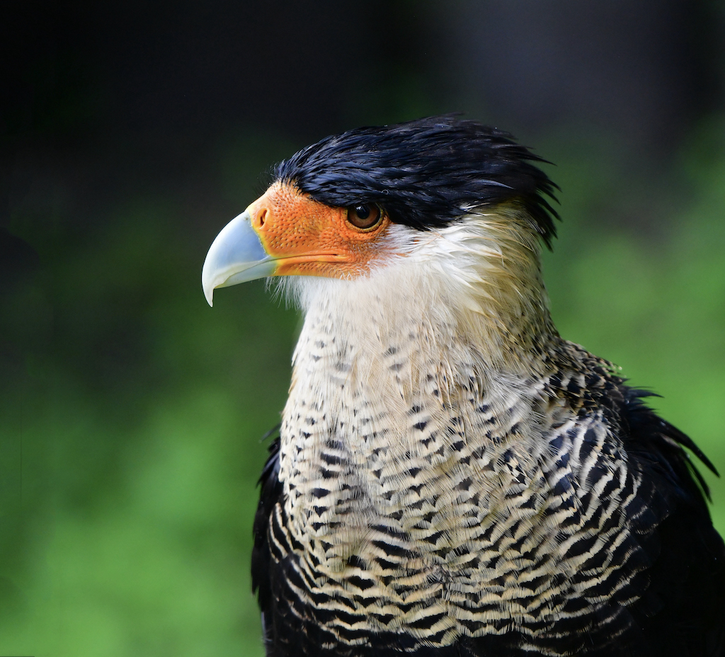 Caracara by Tom Buckard