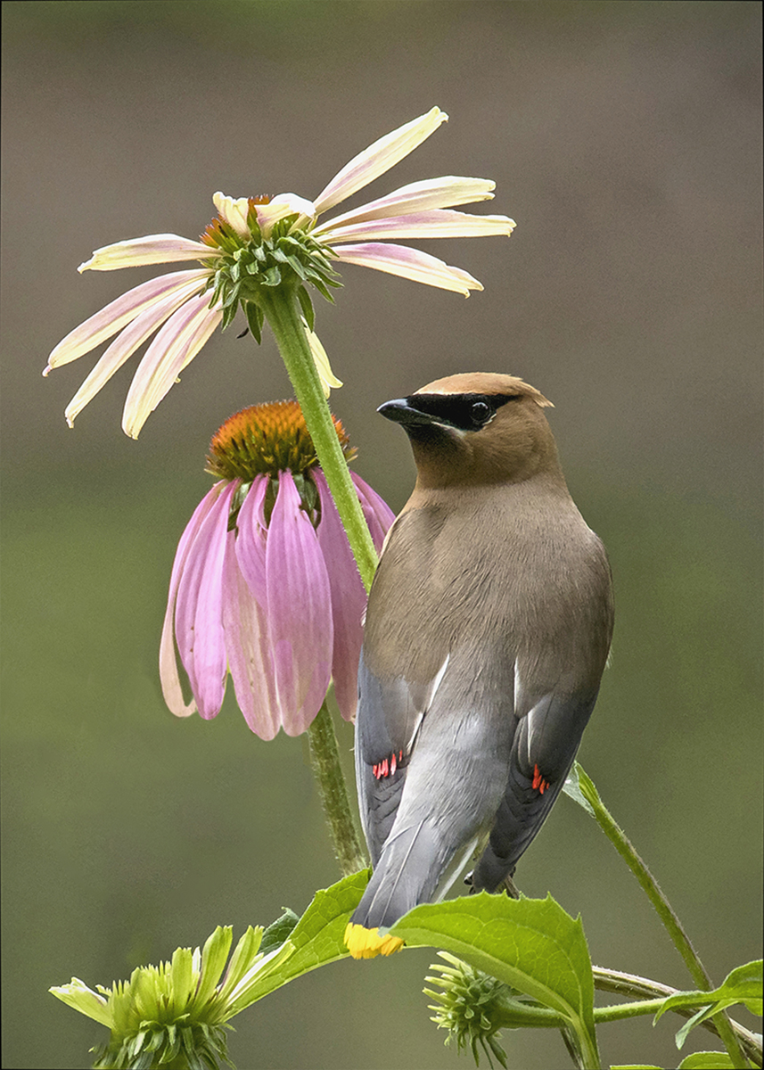 Cedar Waxwing by Leslie Larson