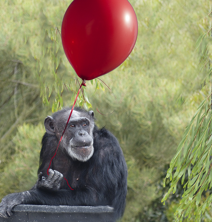 Chimp w with Red Balloon by Joan Field, FPSA