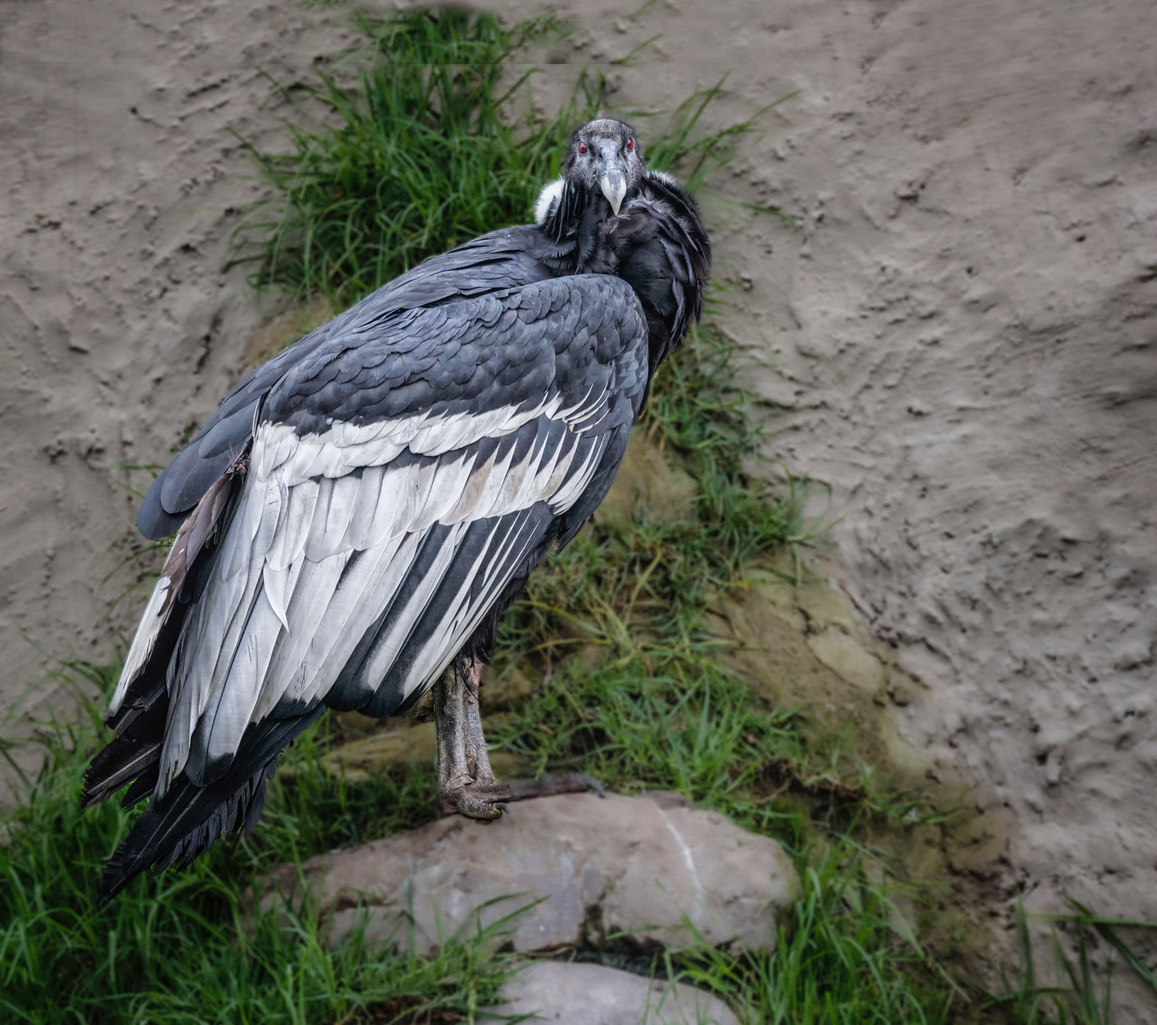 Condor by Michael Braunstein