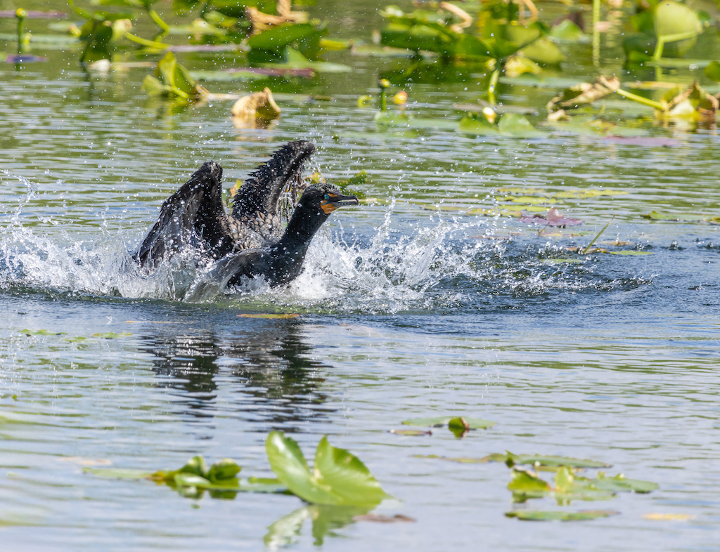 Cormorant Blastoff by Don Poulton