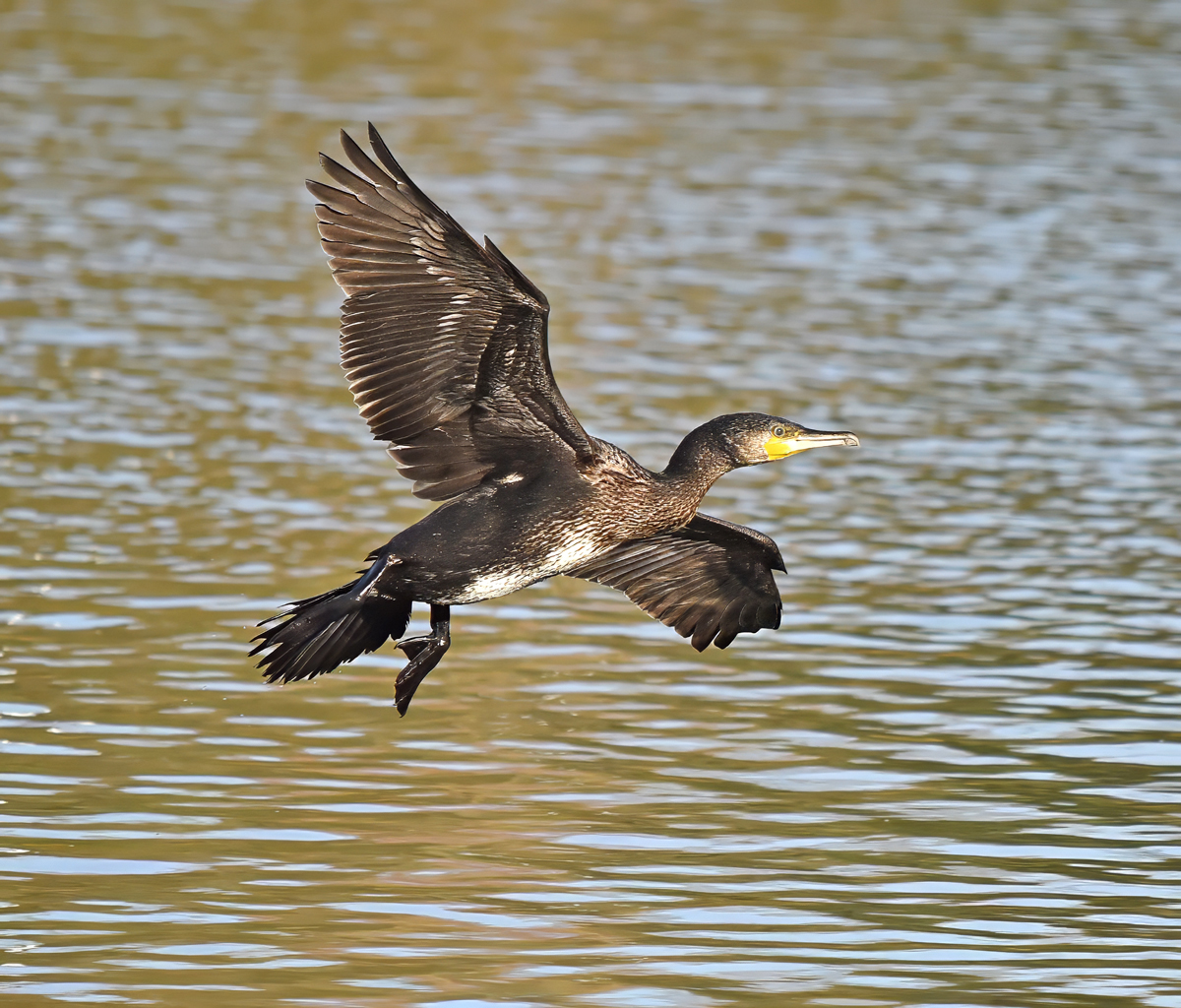 Cormorant Landing by Mike Cowdrey