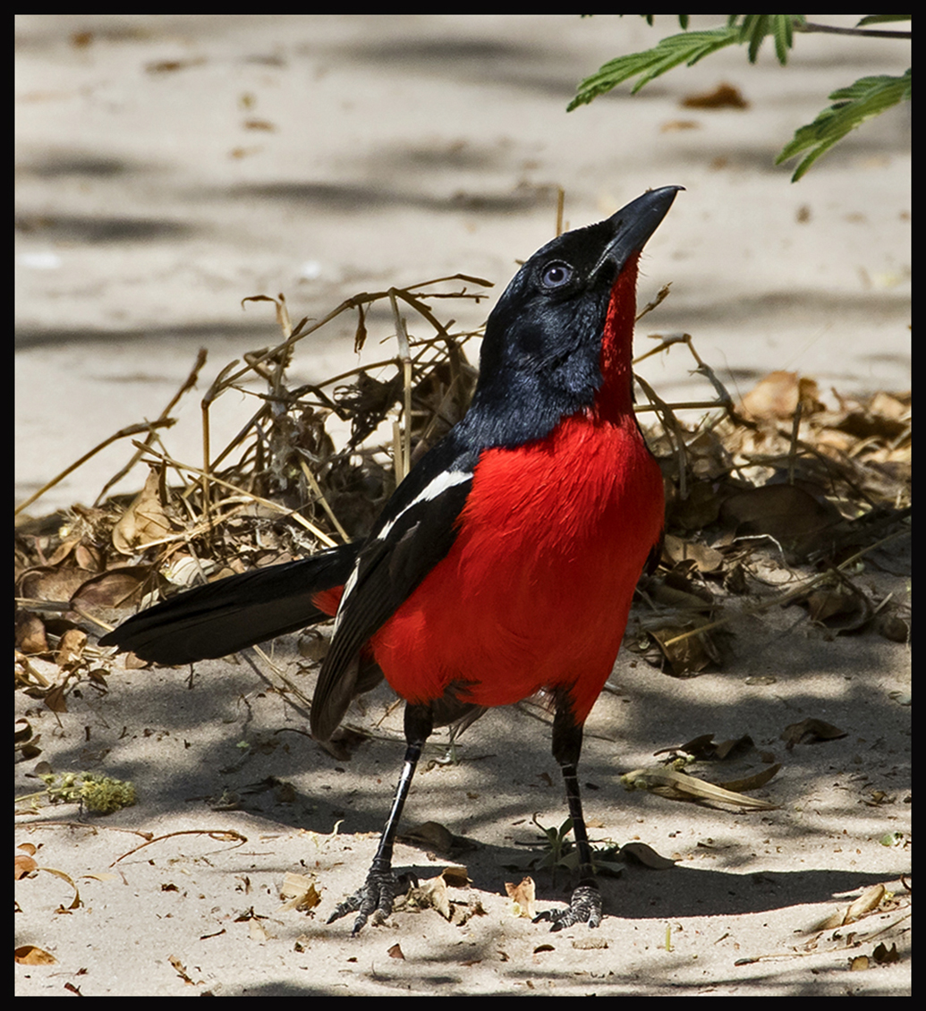 Crimson-breasted Shrike by Leslie Larson