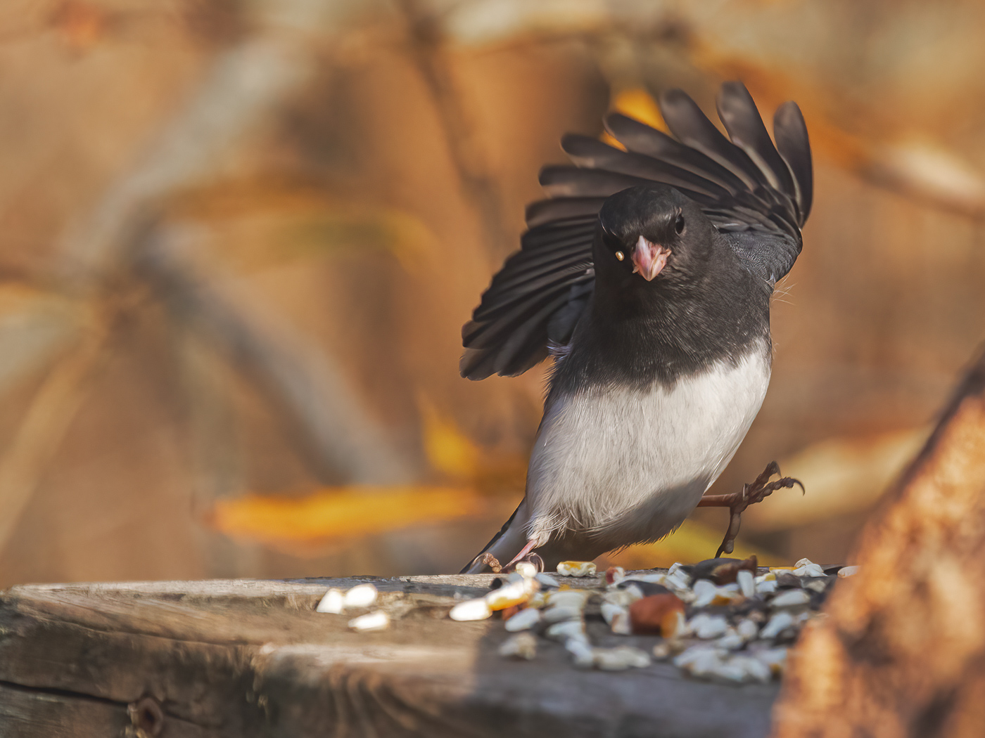 Dark Eyed Junco by Don Poulton