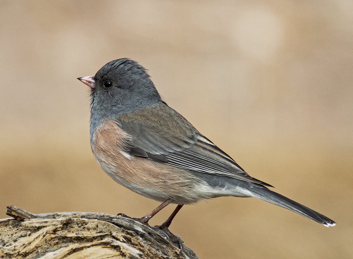 Dark-Eyed Junco by Leslie Larson