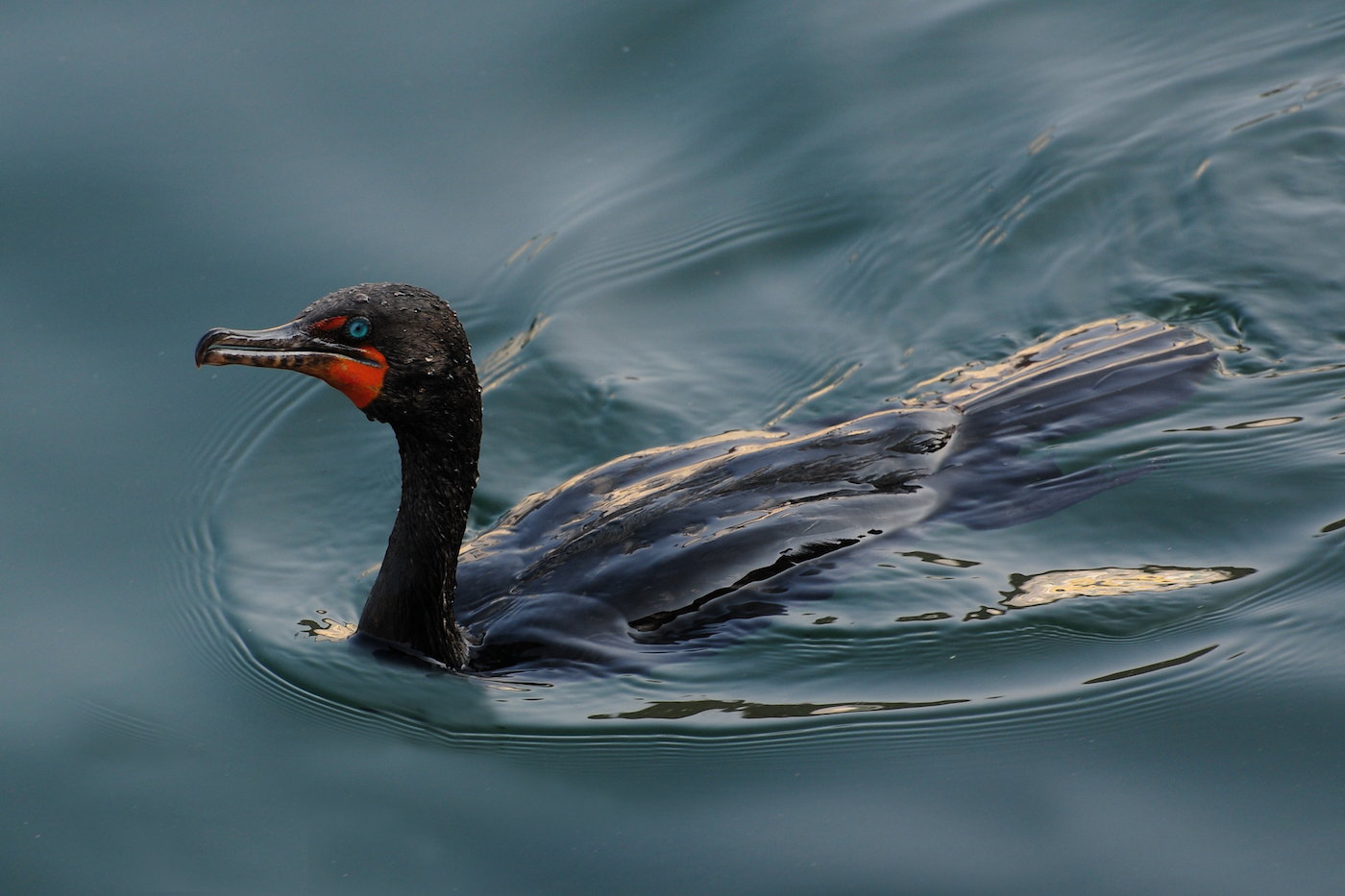 Double Crested Cormorant by Tom Buckard