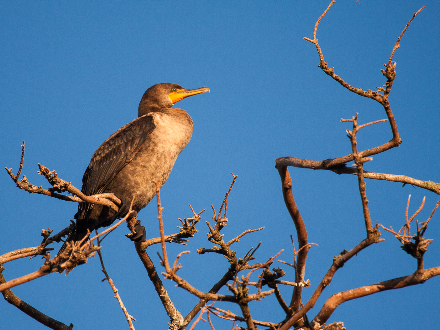 Double Crested Cormorant by Don Poulton