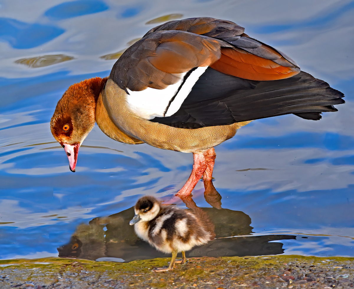 Egyptian Goose And Chick by Mike Cowdrey