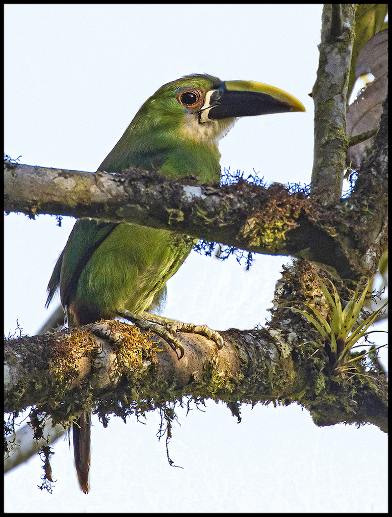 Emerald Toucanet, Ecuador by Leslie Larson