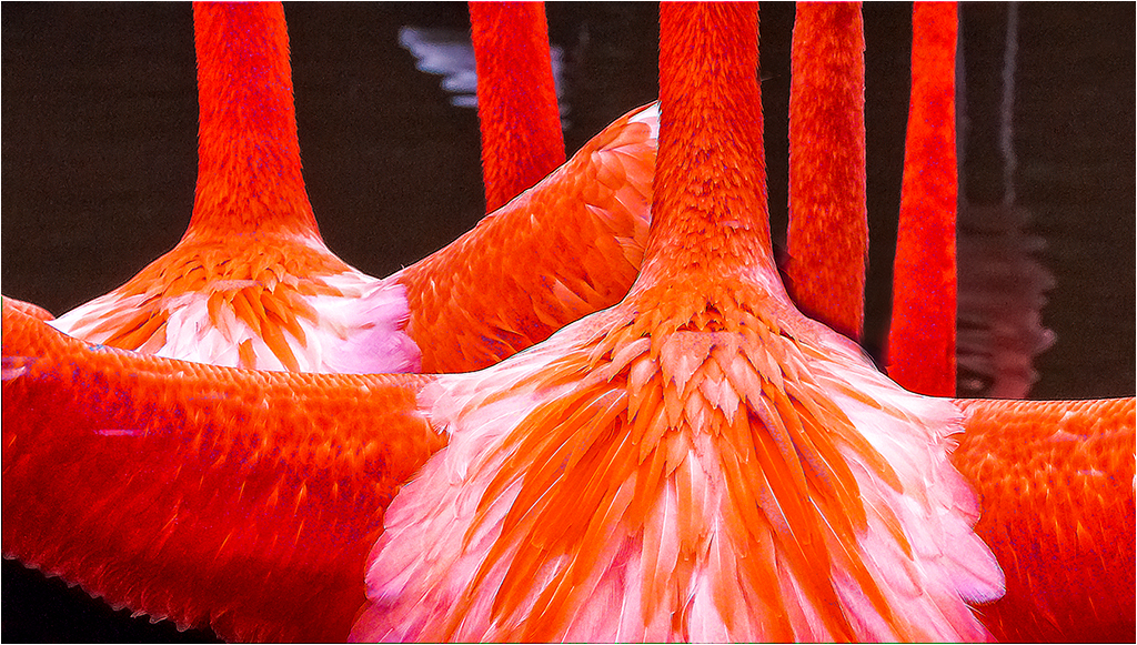 Essence of Flamingo by Peter Newman