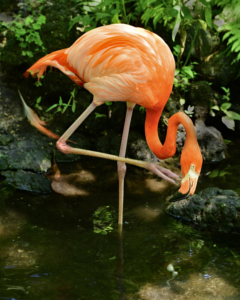 Flamingo by Tom Buckard