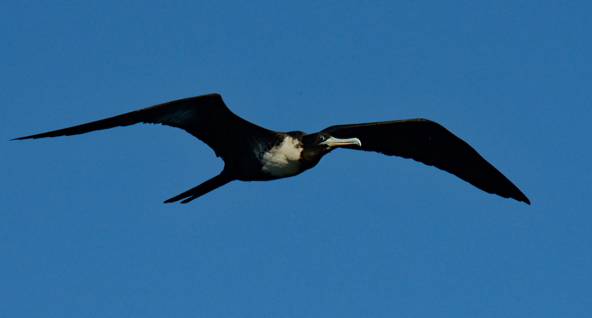 Frigate by Tom Buckard