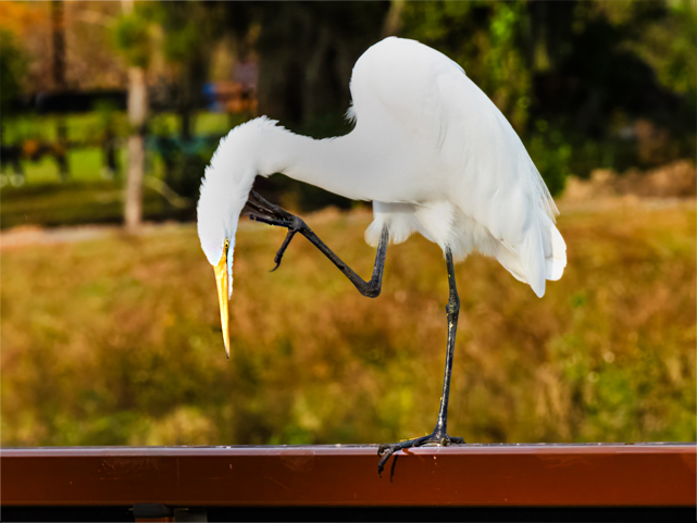 Great White Egret Scratching by Ron Spencer