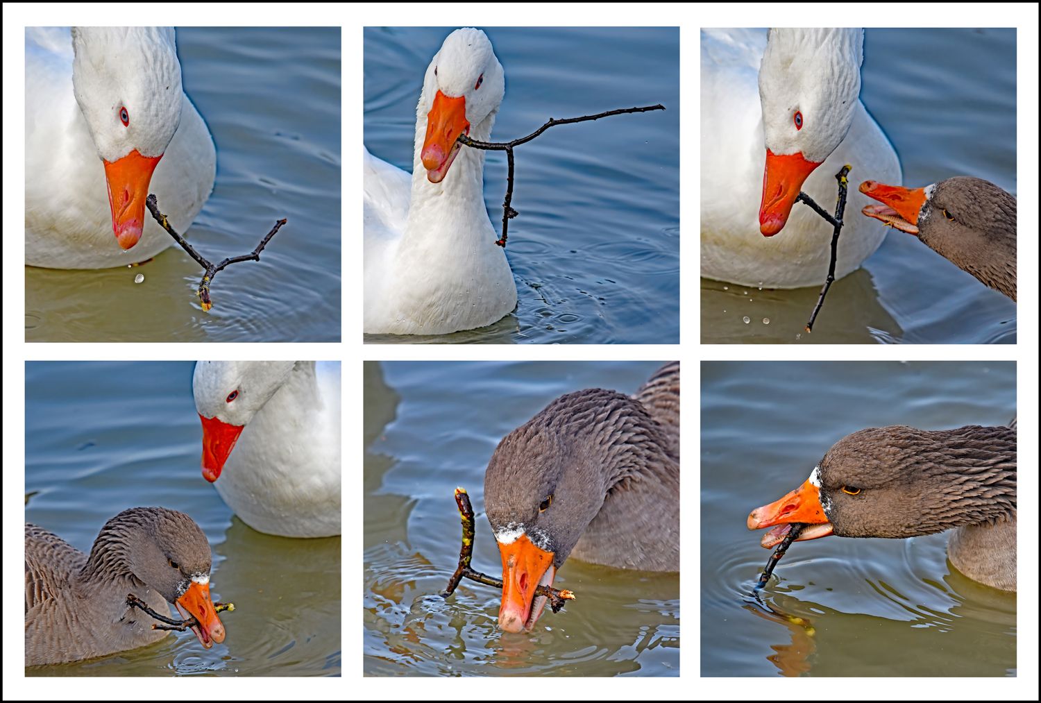 Geese And Stick Set by Mike Cowdrey