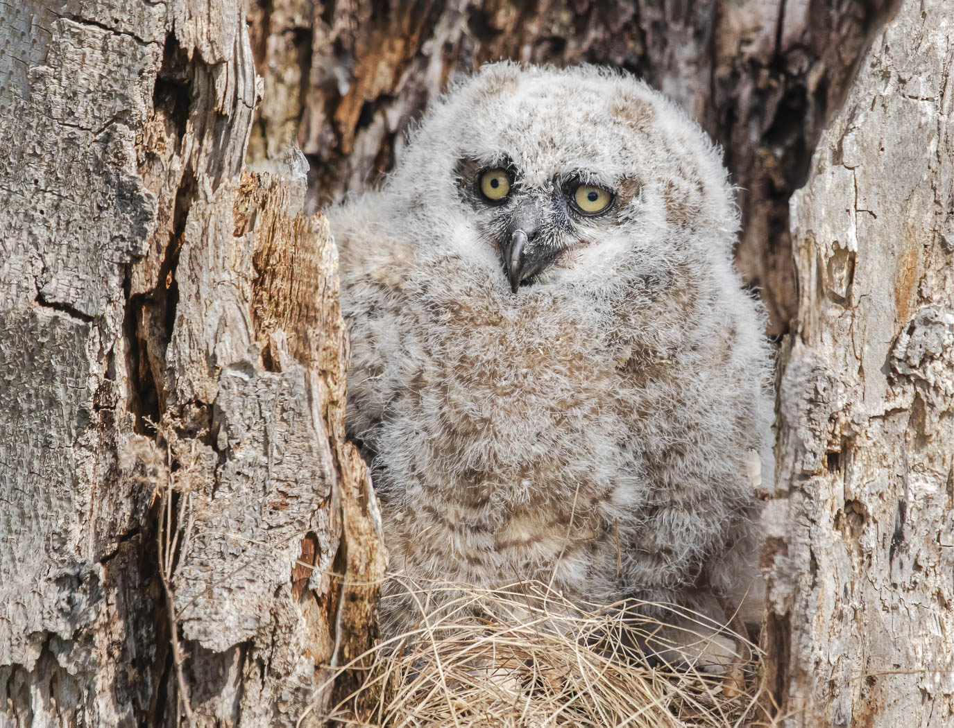 Great Horned Owlet by Don Poulton